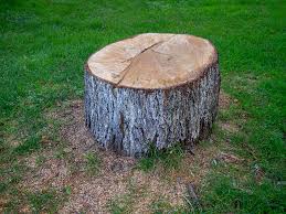 Weddington, NC Tree Care Company