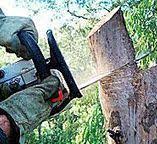How Our Tree Care Process Works  in  Weddington, NC